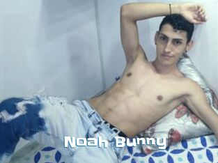 Noah_Bunny