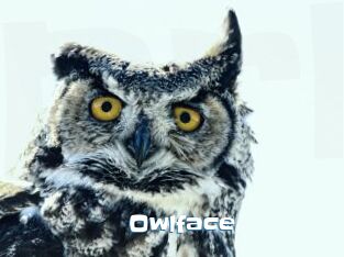 Owlface