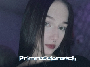 Primrosebranch