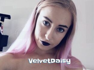 VelvetDaisy
